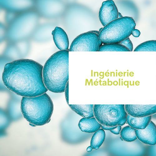 Ingénierie Métabolique