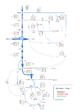 Carte de Flux symbolisant un réseau métabolique