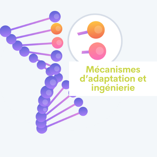 Mécanismes d’adaptation et ingénierie