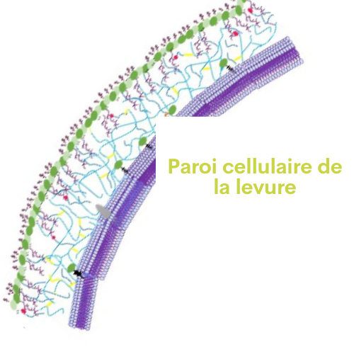 Paroi cellulaire levure
