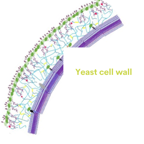 Paroi cellulaire levure