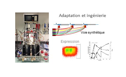 Adaptation mechanisms and bacterial diversity