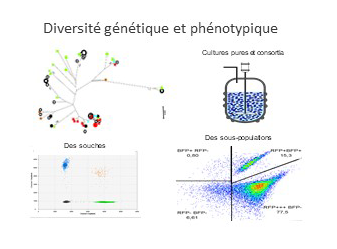 Diversité génomique et phénotypique