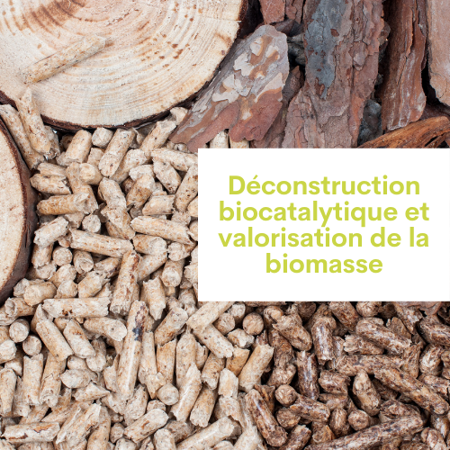 Déconstruction biocatalytique et valorisation de la biomasse