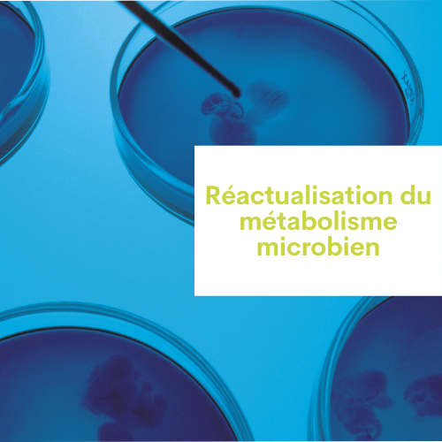 Réactualisation du métabolisme microbien