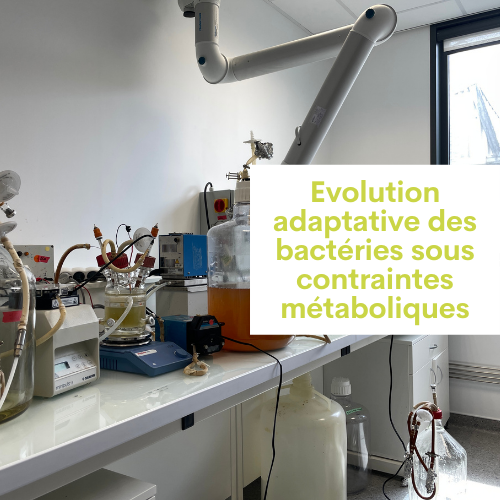 Evolution adaptative des bactéries sous contraintes métaboliques