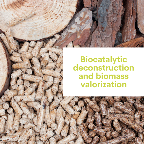 Déconstruction biocatalytique et valorisation de la biomasse