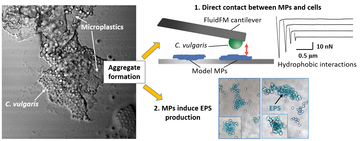À gauche : image des microplastiques dans les agrégats de microalgues. À droite, l’étude du phénomène par AFM