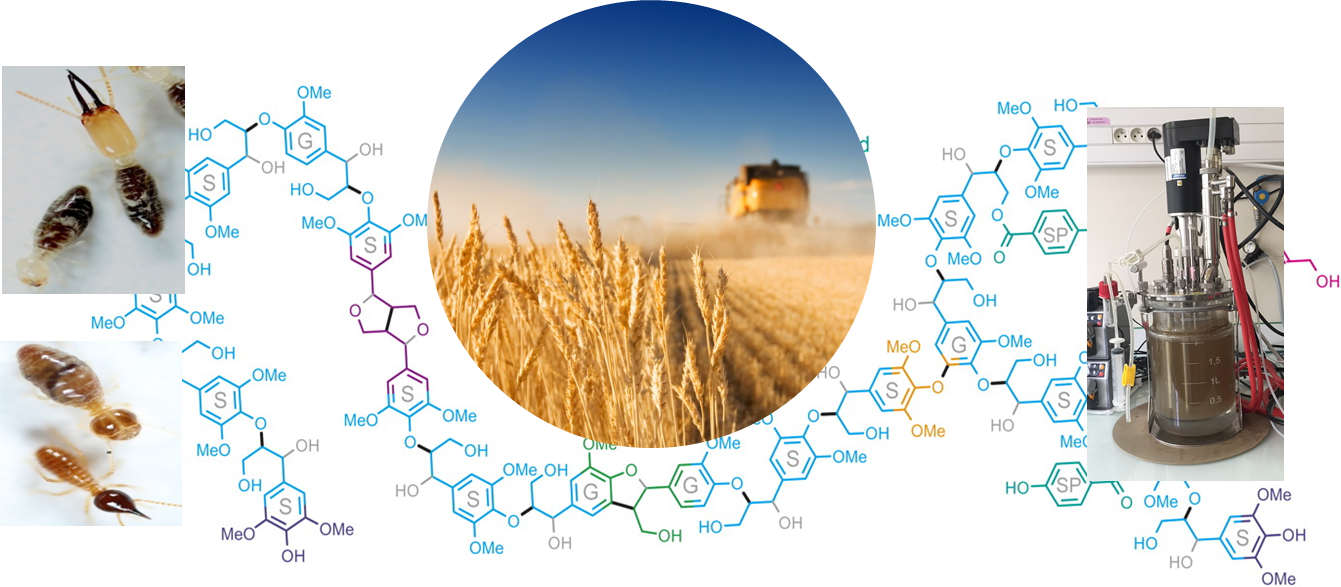 : Transformation de la lignine par des consortia microbiens issus du microbiome intestinal des termites