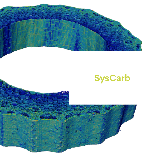 SysCarb