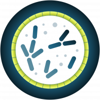 Pole Physiologie et ingénierie du métabolisme microbien